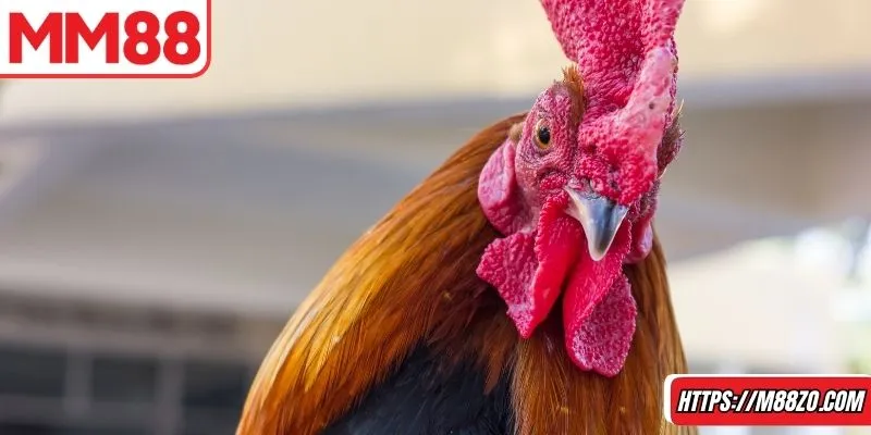 Nhiều người ưa chuộng game đá gà Thomo